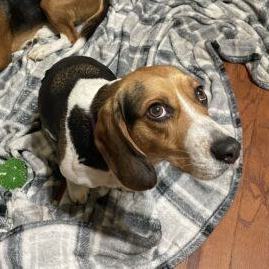 Dog for adoption - Bella, a Beagle Mix in Stowe, VT | Petfinder