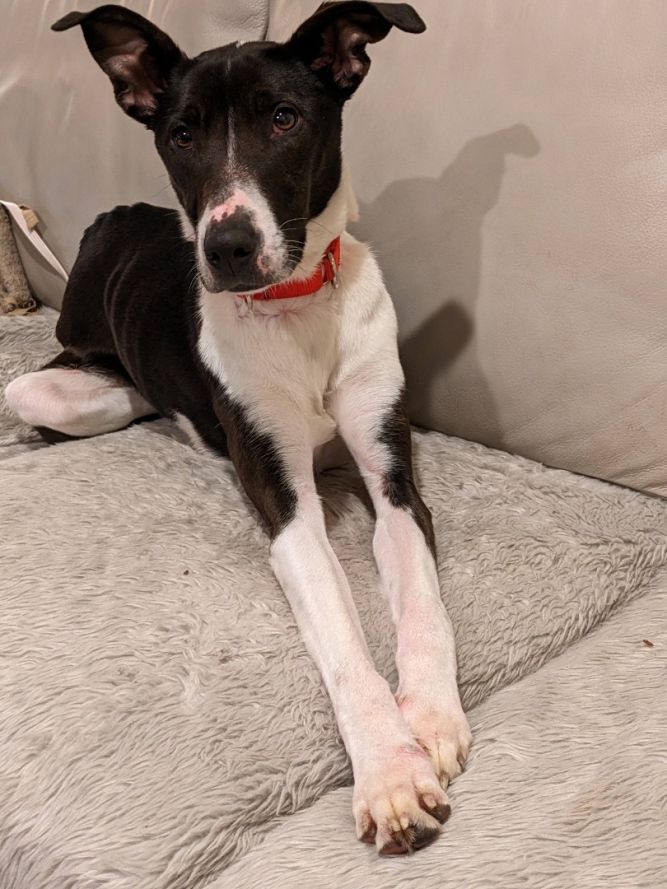 Italian greyhound best sale border collie mix