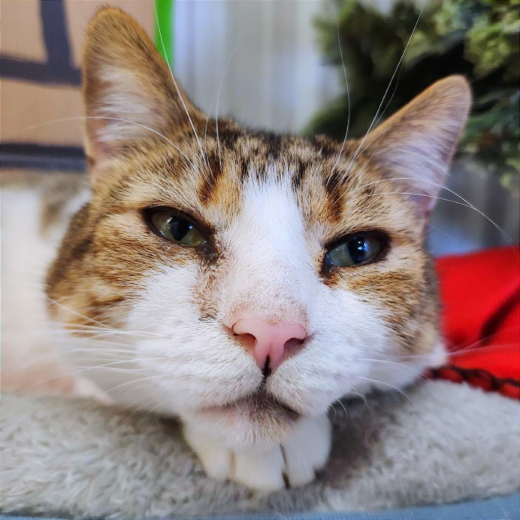 O'Malley, an adoptable Domestic Short Hair in Nowata, OK, 74048 | Photo Image 1