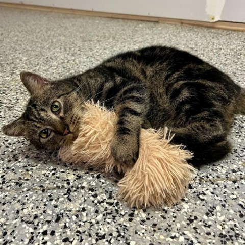 Chino, an adoptable Domestic Short Hair in Nowata, OK, 74048 | Photo Image 3