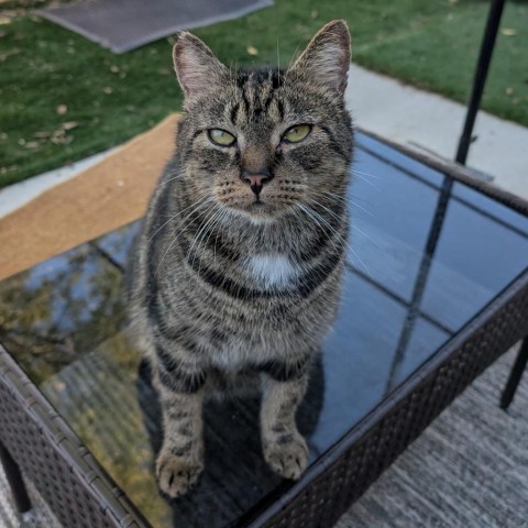 Chino, an adoptable Domestic Short Hair in Nowata, OK, 74048 | Photo Image 3