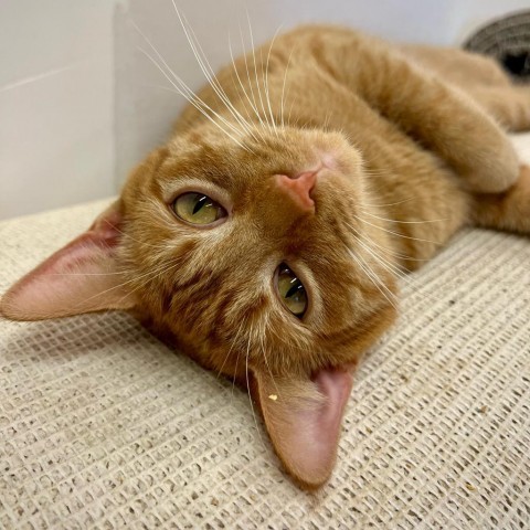 Habanero, an adoptable Domestic Short Hair in Nowata, OK, 74048 | Photo Image 1