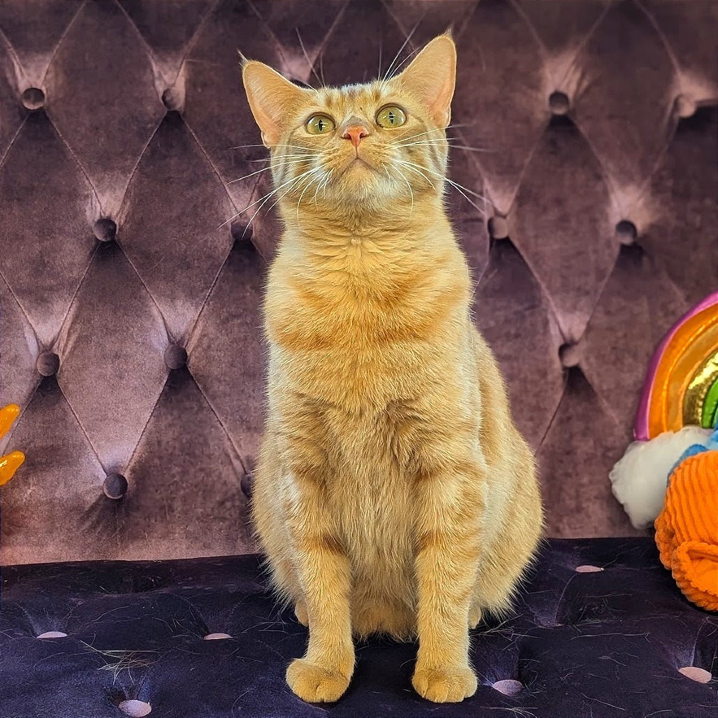 Habanero, an adoptable Domestic Short Hair in Nowata, OK, 74048 | Photo Image 1