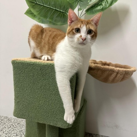 Remus, an adoptable Domestic Short Hair in Nowata, OK, 74048 | Photo Image 1