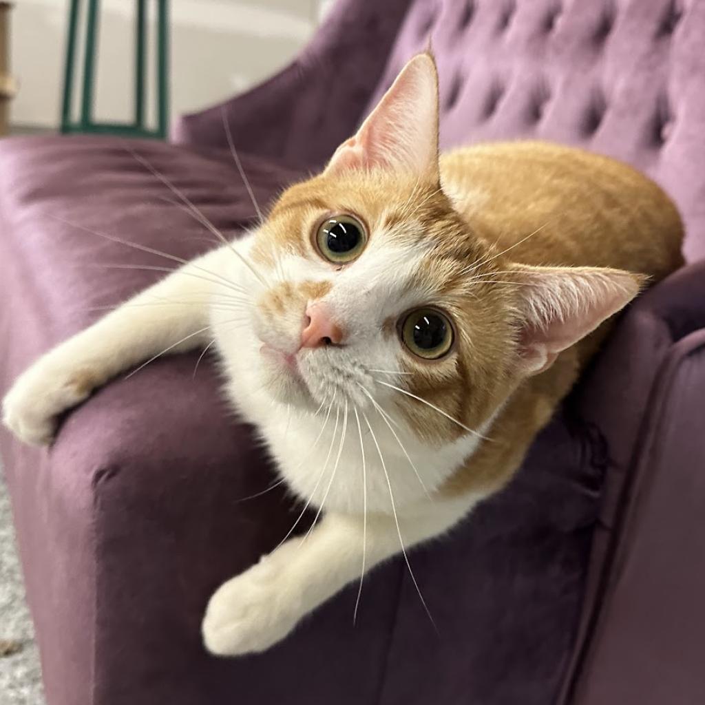 Remus, an adoptable Domestic Short Hair in Nowata, OK, 74048 | Photo Image 1