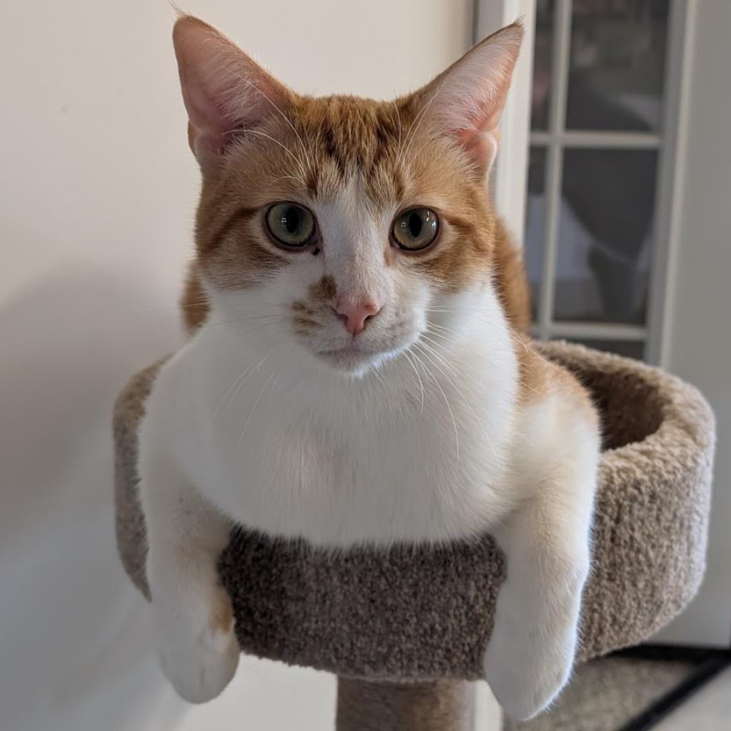 Remus, an adoptable Domestic Short Hair in Nowata, OK, 74048 | Photo Image 1