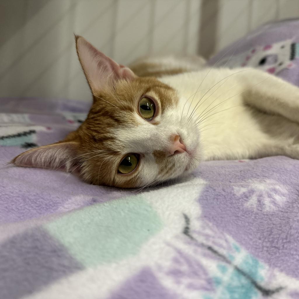 Remus, an adoptable Domestic Short Hair in Nowata, OK, 74048 | Photo Image 4