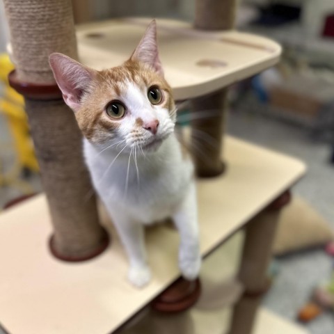 Remus, an adoptable Domestic Short Hair in Nowata, OK, 74048 | Photo Image 5