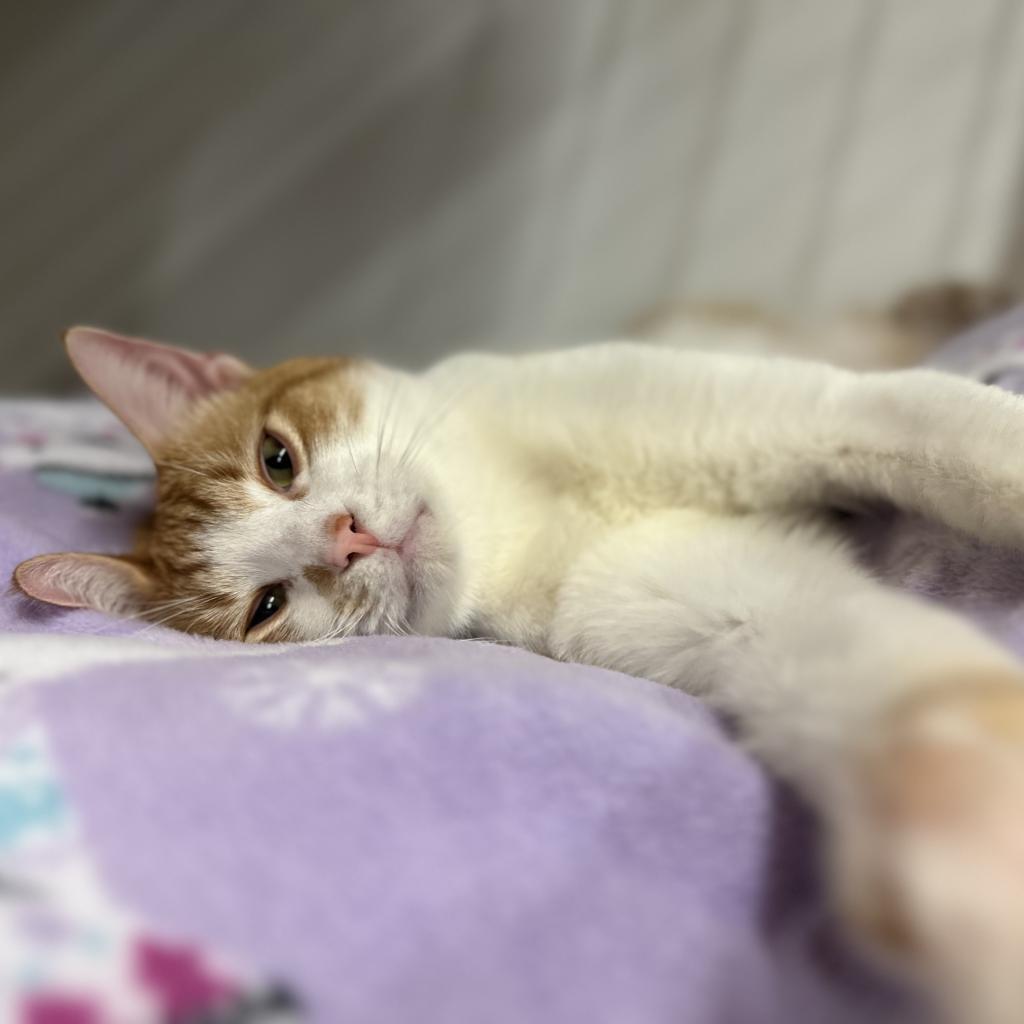 Remus, an adoptable Domestic Short Hair in Nowata, OK, 74048 | Photo Image 5