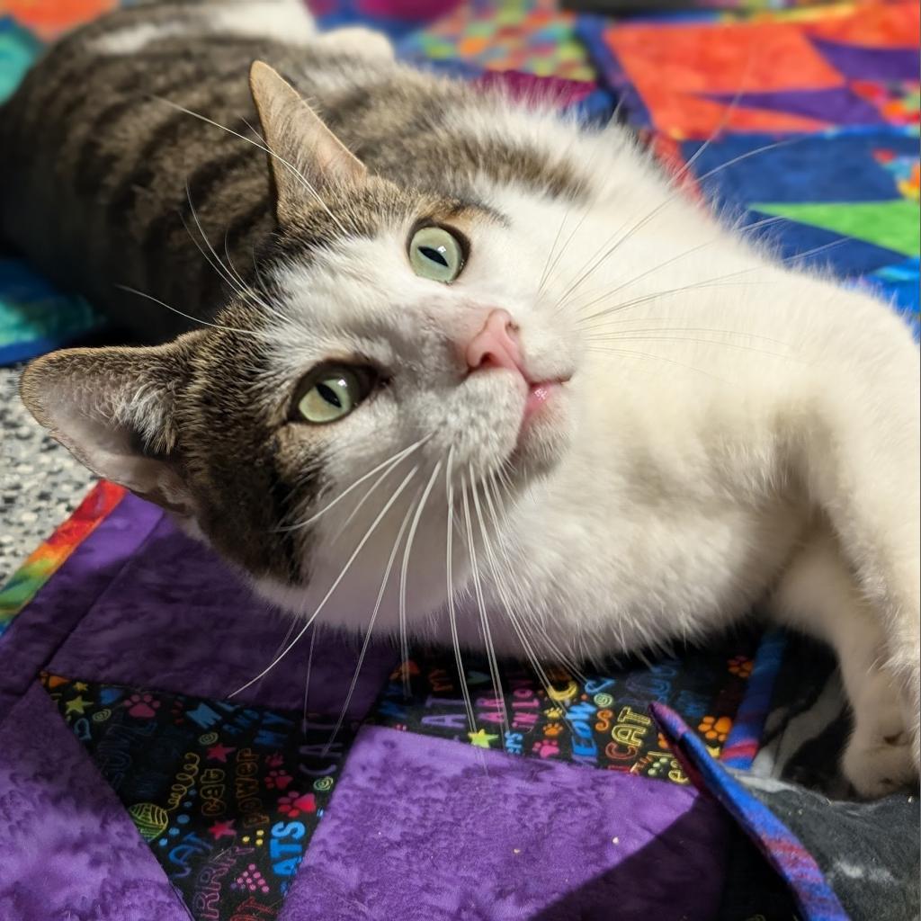 Berlioz, an adoptable Domestic Short Hair in Nowata, OK, 74048 | Photo Image 2