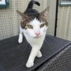 Berlioz photo 2
