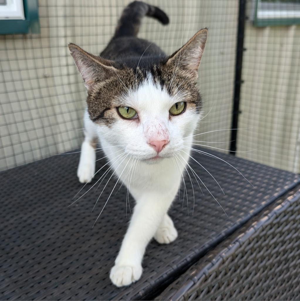 Berlioz, an adoptable Domestic Short Hair in Nowata, OK, 74048 | Photo Image 2