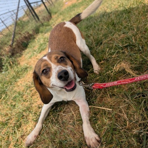 Sawyer, an adoptable Beagle in Nowata, OK, 74048 | Photo Image 1