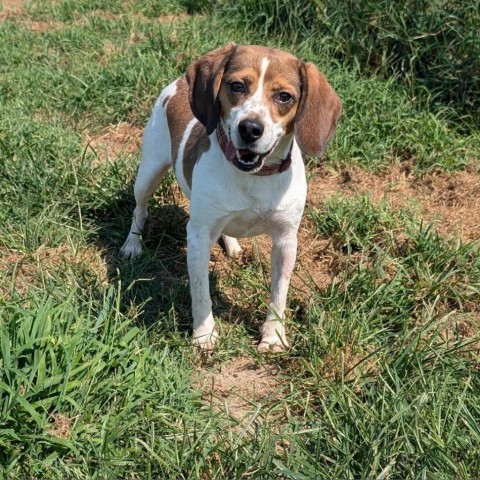 Sawyer, an adoptable Beagle in Nowata, OK, 74048 | Photo Image 3