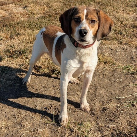 Sawyer, an adoptable Beagle in Nowata, OK, 74048 | Photo Image 4