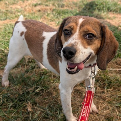 Sawyer, an adoptable Beagle in Nowata, OK, 74048 | Photo Image 6