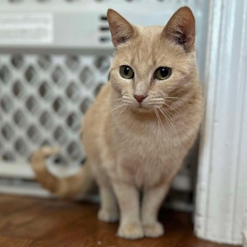 Cleo, an adoptable Domestic Short Hair in Nowata, OK, 74048 | Photo Image 5