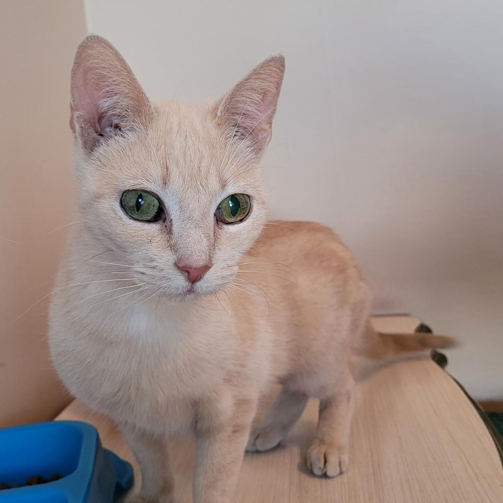 Cleo, an adoptable Domestic Short Hair in Nowata, OK, 74048 | Photo Image 5