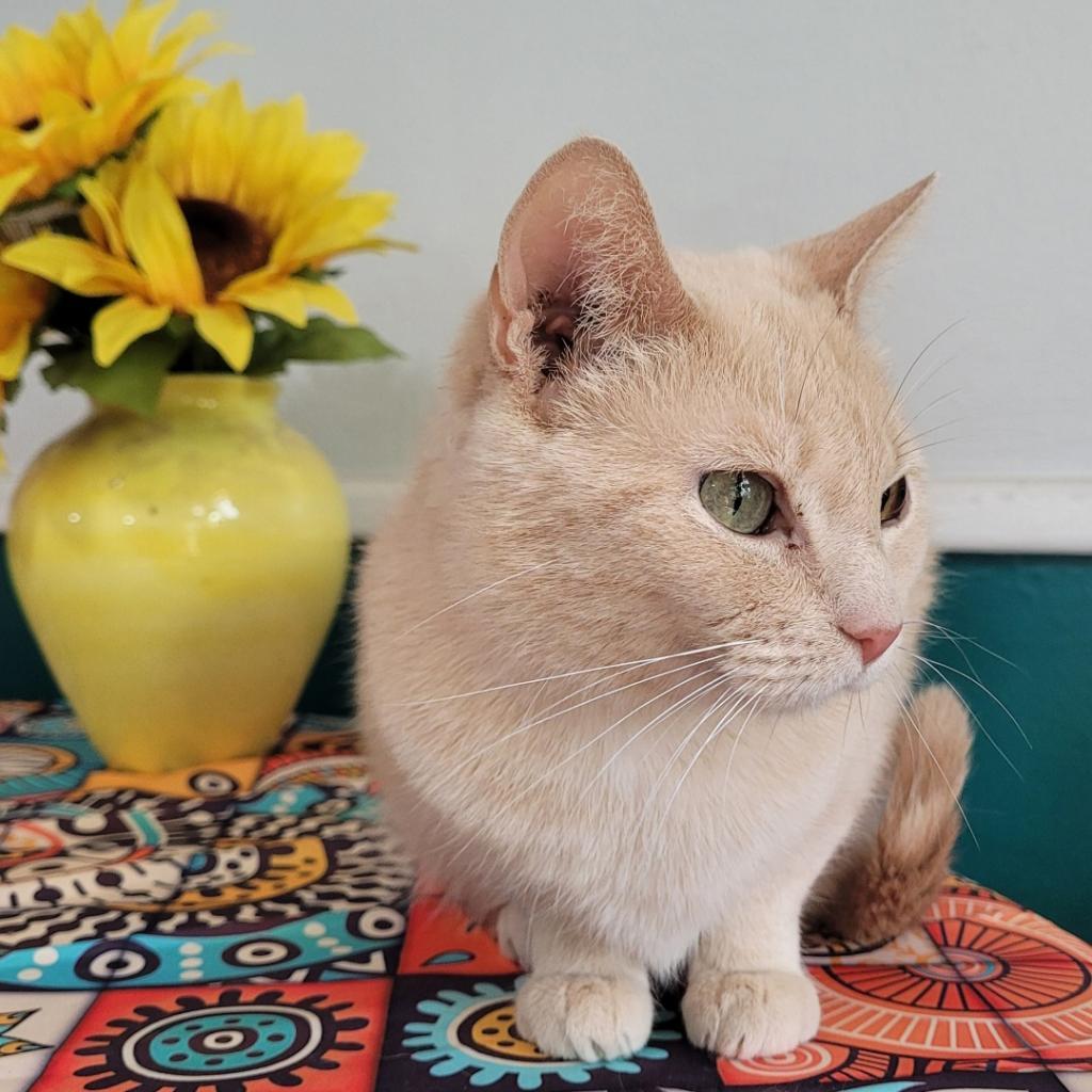 Cleo, an adoptable Domestic Short Hair in Nowata, OK, 74048 | Photo Image 6