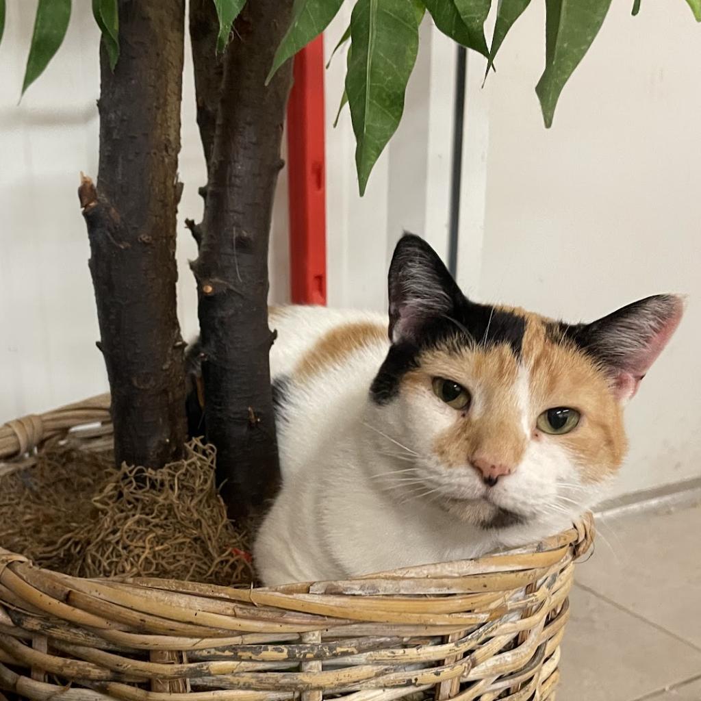 Kalie, an adoptable Domestic Short Hair in Nowata, OK, 74048 | Photo Image 2