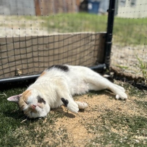 Kalie, an adoptable Domestic Short Hair in Nowata, OK, 74048 | Photo Image 3