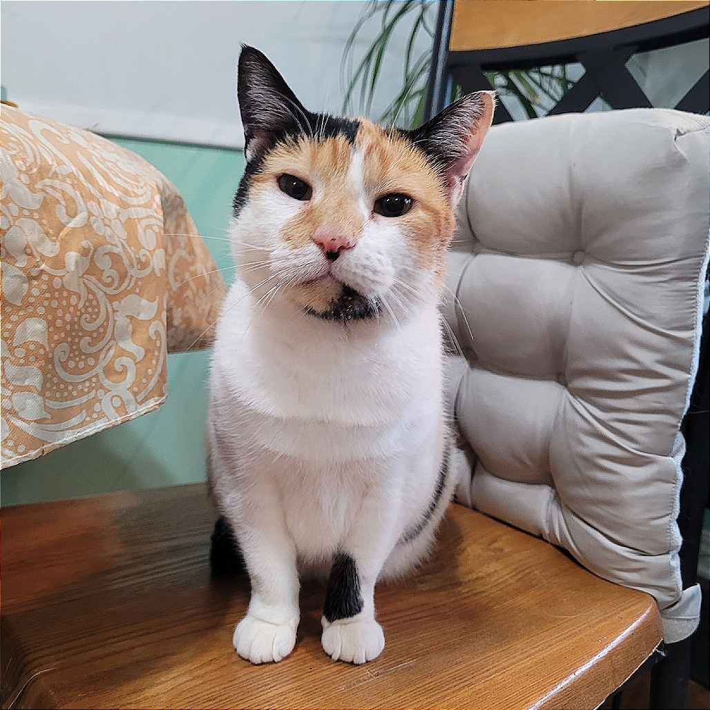 Kalie, an adoptable Domestic Short Hair in Nowata, OK, 74048 | Photo Image 5