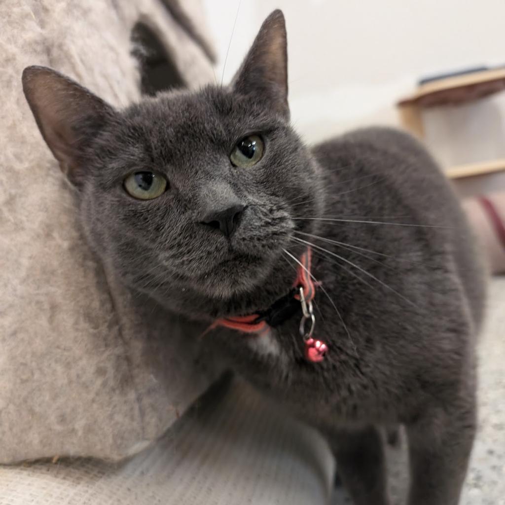 Alice, an adoptable Domestic Short Hair in Nowata, OK, 74048 | Photo Image 3