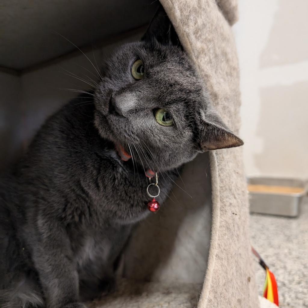 Alice, an adoptable Domestic Short Hair in Nowata, OK, 74048 | Photo Image 3