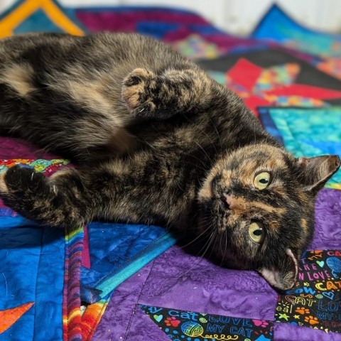 Mochi, an adoptable Domestic Short Hair in Nowata, OK, 74048 | Photo Image 1