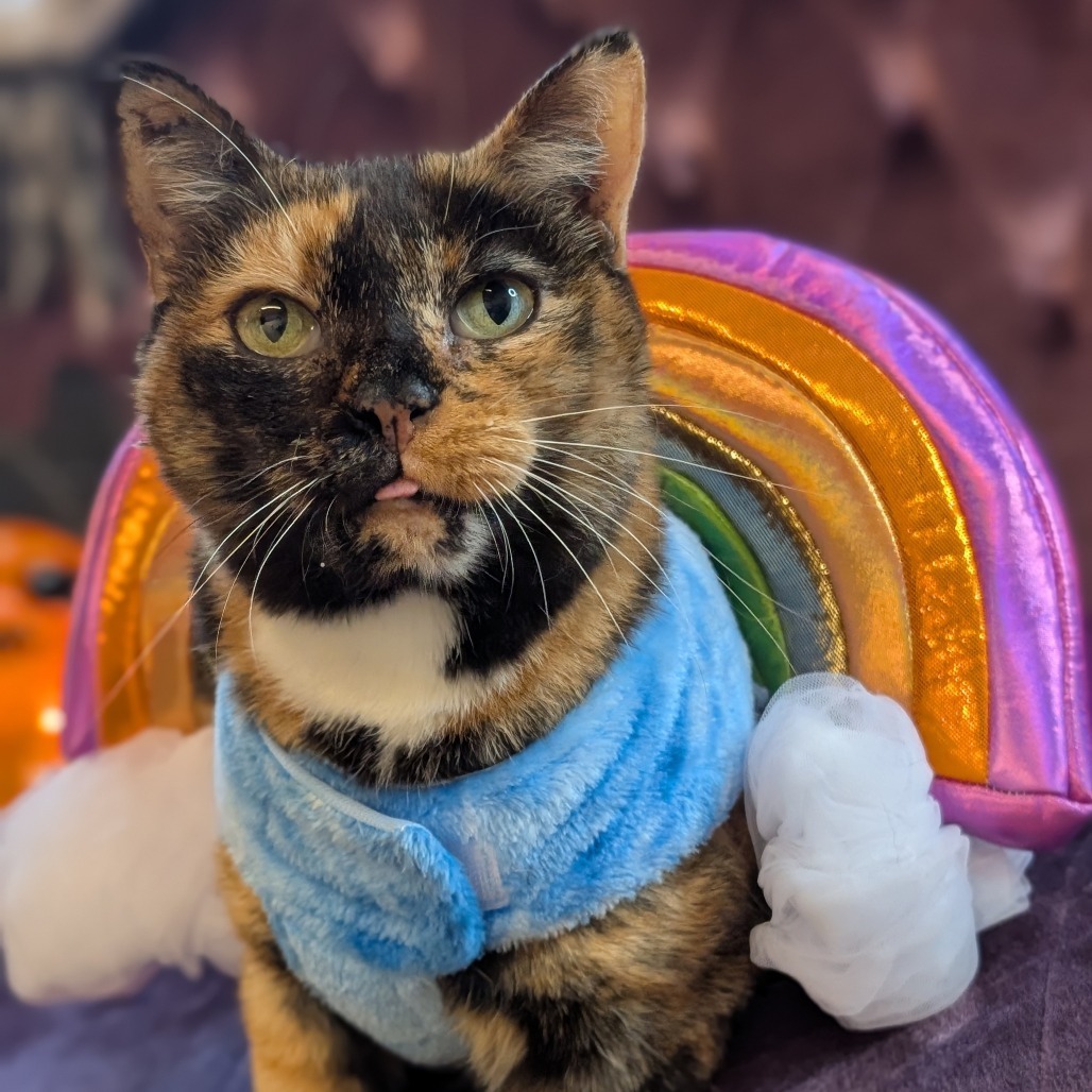 Stormie, an adoptable Domestic Short Hair in Nowata, OK, 74048 | Photo Image 1