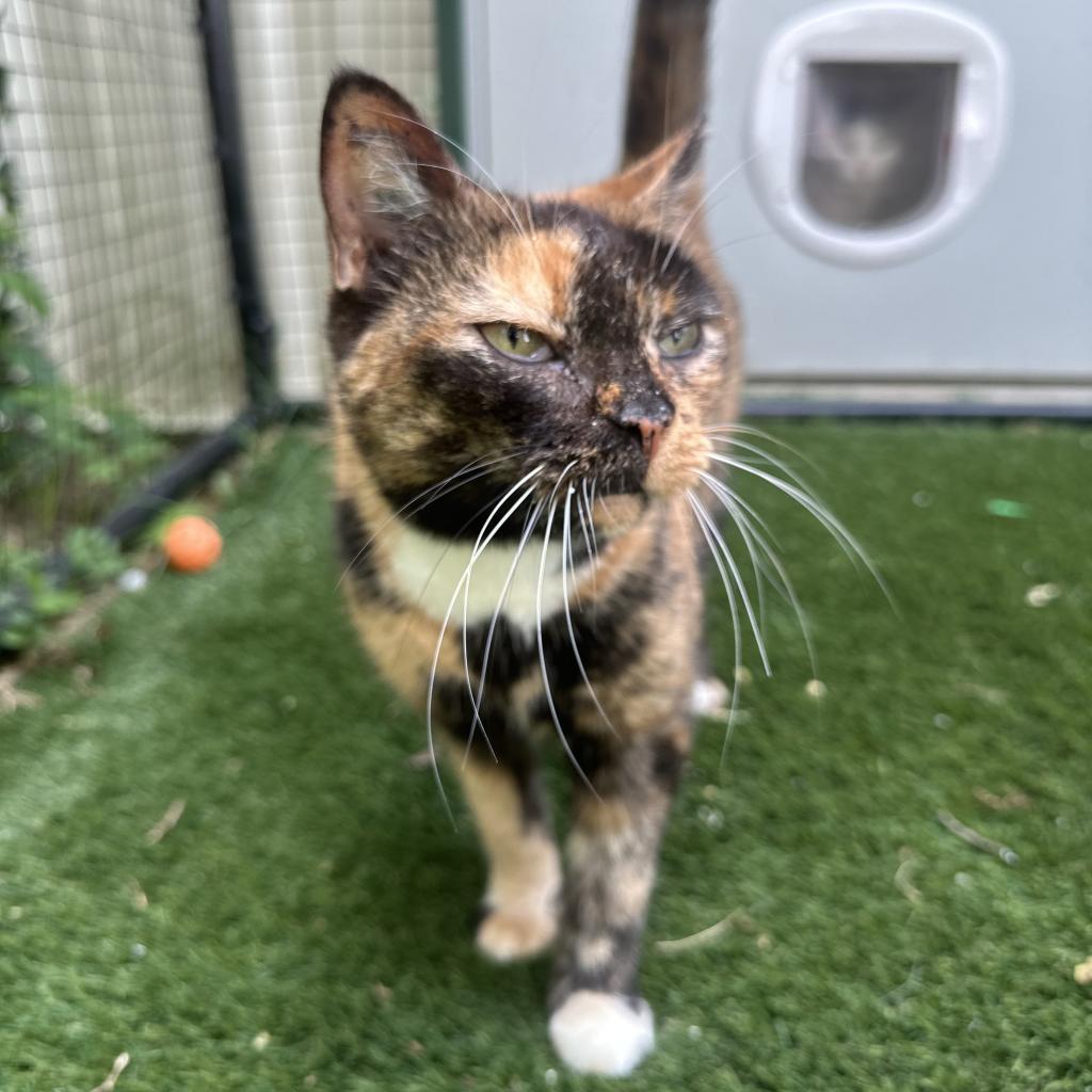 Stormie, an adoptable Domestic Short Hair in Nowata, OK, 74048 | Photo Image 3