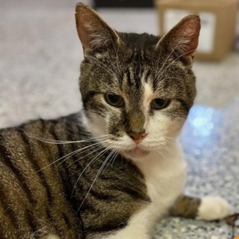 Ceasar, an adoptable Domestic Short Hair in Nowata, OK, 74048 | Photo Image 2