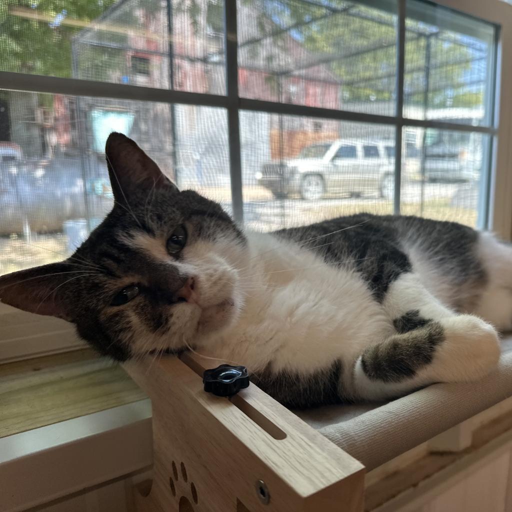 Ceasar, an adoptable Domestic Short Hair in Nowata, OK, 74048 | Photo Image 2