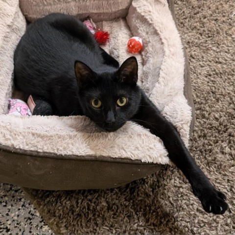 King, an adoptable Domestic Short Hair in Nowata, OK, 74048 | Photo Image 1