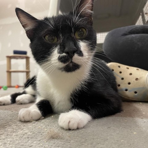 Mittens, an adoptable Domestic Short Hair in Nowata, OK, 74048 | Photo Image 5