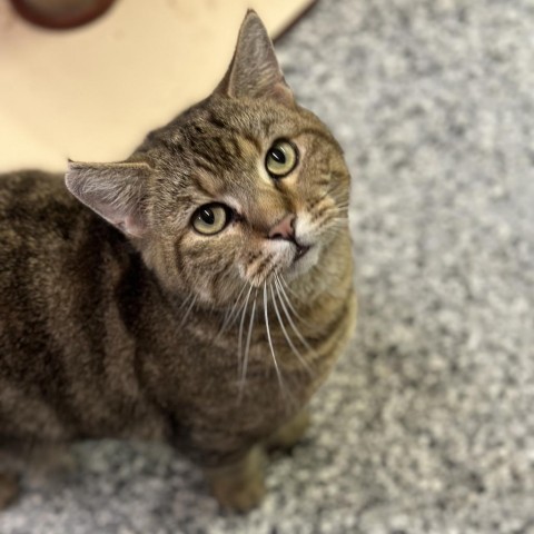 Felicia, an adoptable Domestic Short Hair in Nowata, OK, 74048 | Photo Image 1