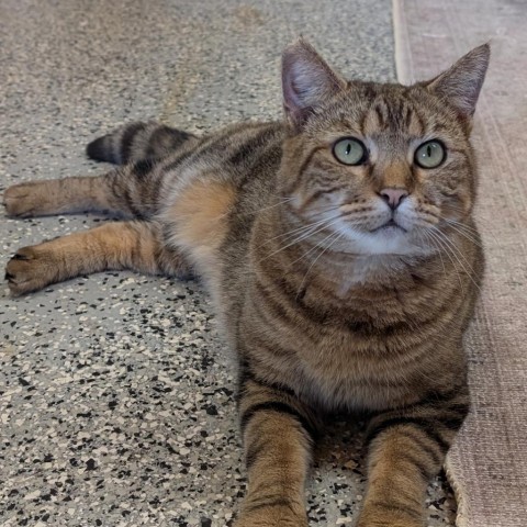 Felicia, an adoptable Domestic Short Hair in Nowata, OK, 74048 | Photo Image 3