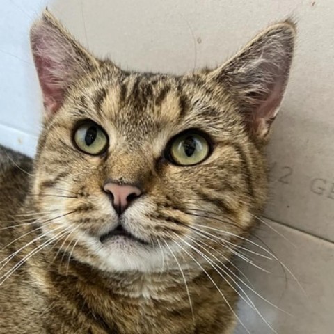 Felicia, an adoptable Domestic Short Hair in Nowata, OK, 74048 | Photo Image 4