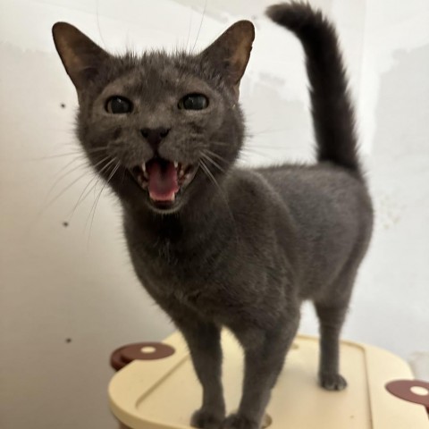 Waffles, an adoptable Domestic Short Hair in Nowata, OK, 74048 | Photo Image 2