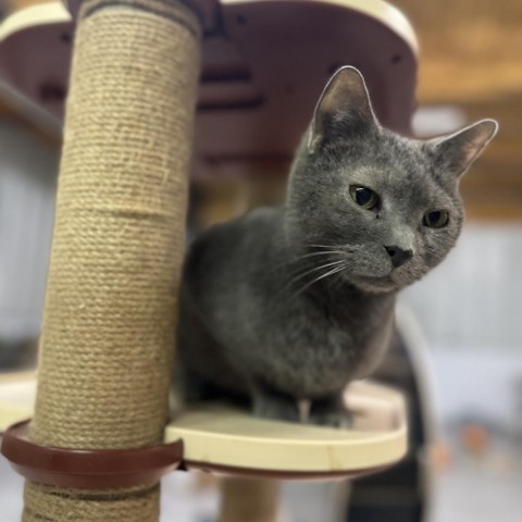 Waffles, an adoptable Domestic Short Hair in Nowata, OK, 74048 | Photo Image 5