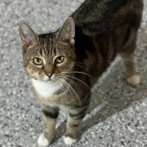 Flit, an adoptable Domestic Short Hair in Nowata, OK, 74048 | Photo Image 1