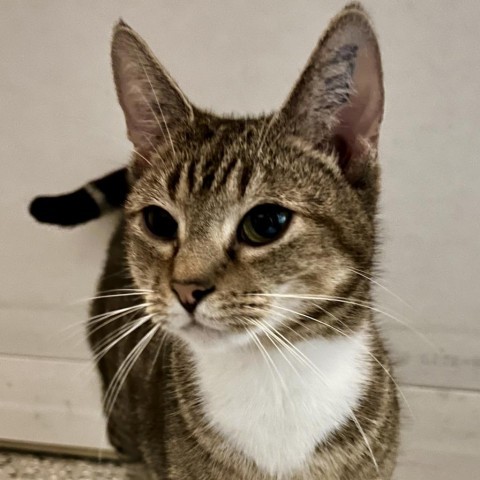 Flit, an adoptable Domestic Short Hair in Nowata, OK, 74048 | Photo Image 5