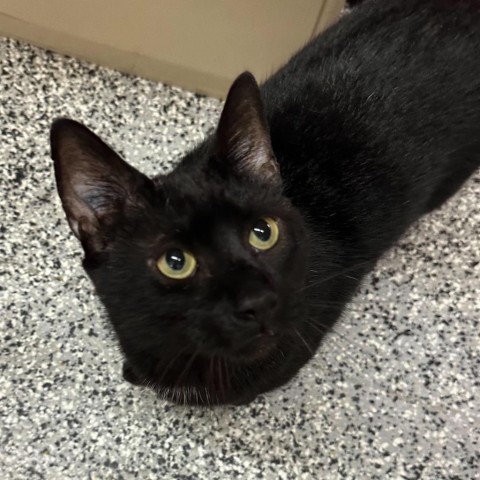 Fidget, an adoptable Domestic Short Hair in Nowata, OK, 74048 | Photo Image 5