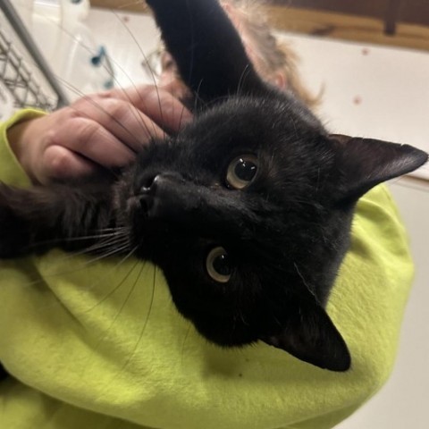 Fidget, an adoptable Domestic Short Hair in Nowata, OK, 74048 | Photo Image 6