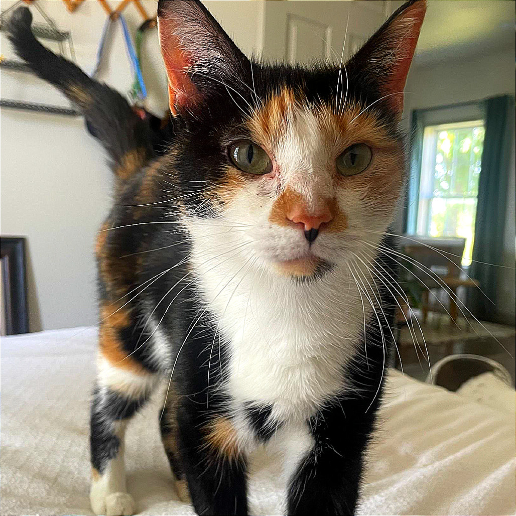 Meeko, an adoptable Domestic Short Hair in Nowata, OK, 74048 | Photo Image 1