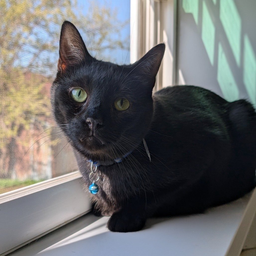 Frosty, an adoptable Domestic Short Hair in Nowata, OK, 74048 | Photo Image 1
