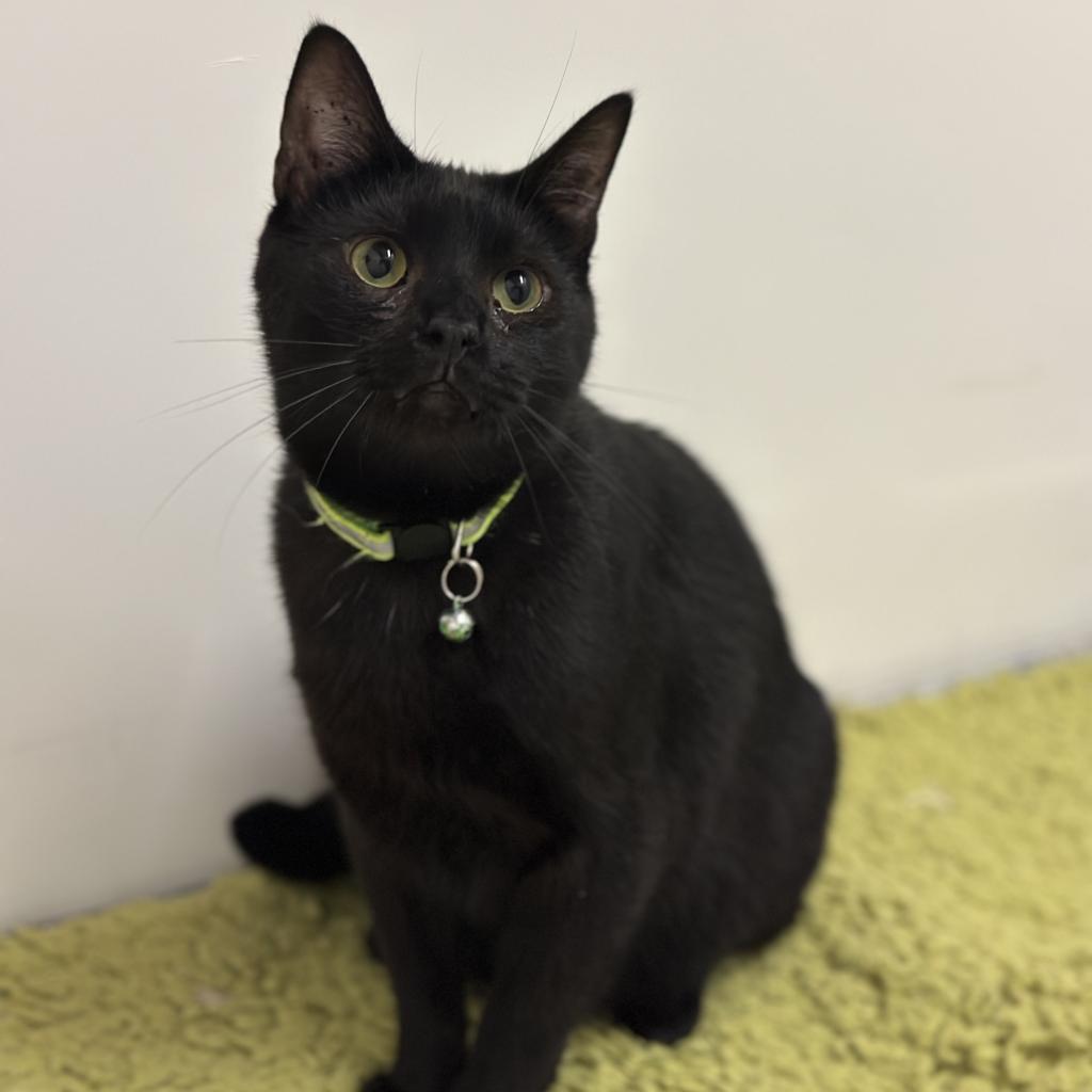 Frosty, an adoptable Domestic Short Hair in Nowata, OK, 74048 | Photo Image 3