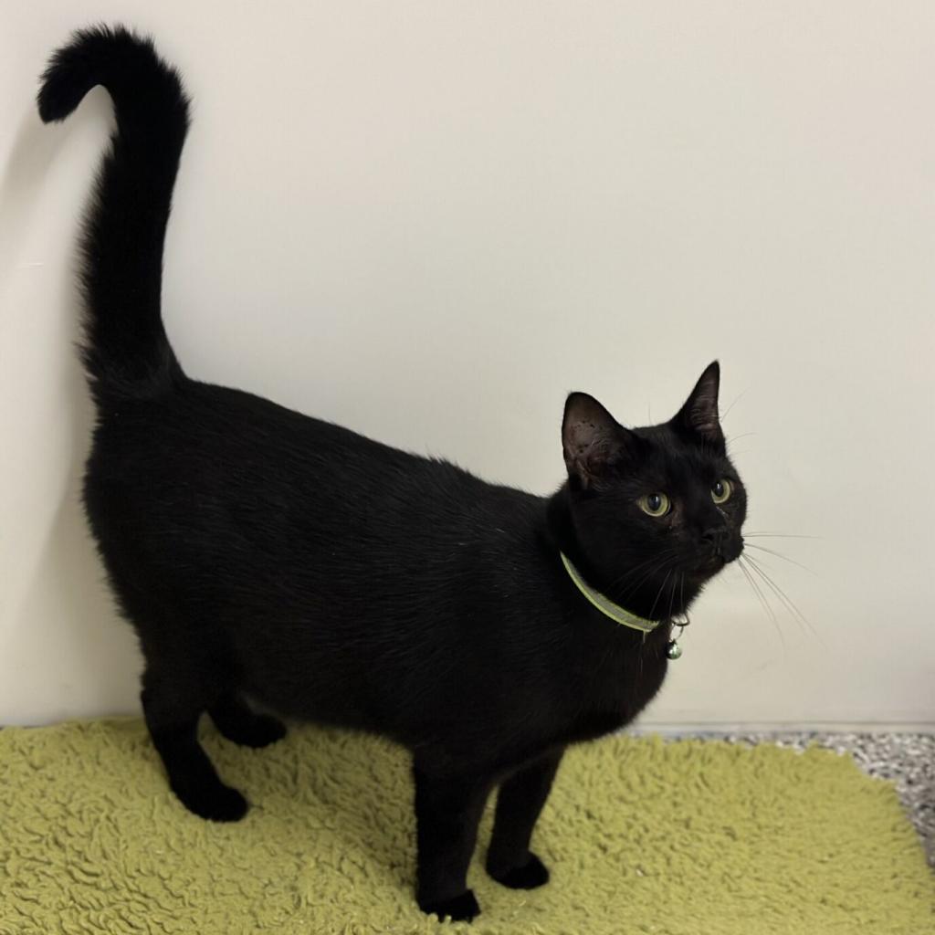 Frosty, an adoptable Domestic Short Hair in Nowata, OK, 74048 | Photo Image 4