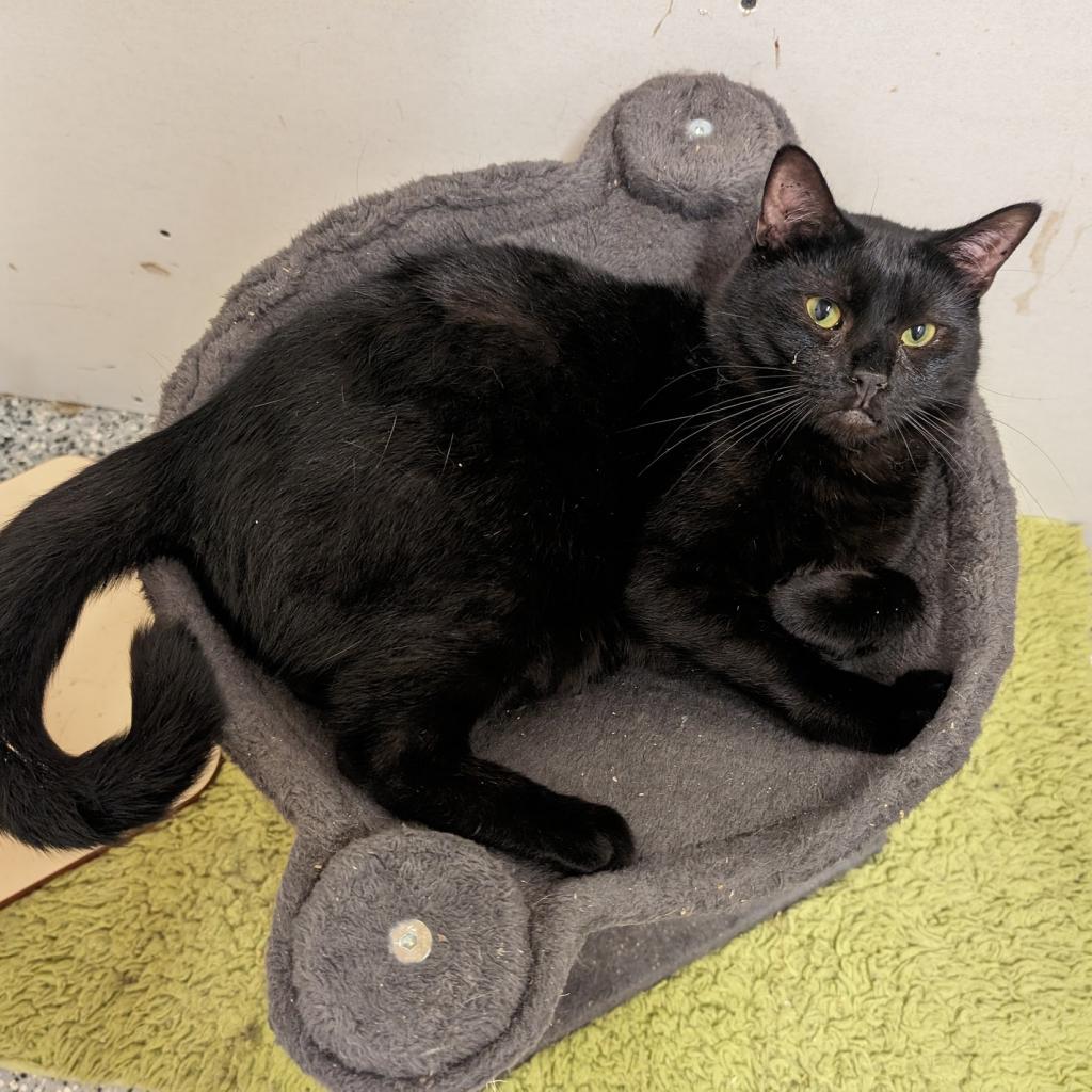 Frosty, an adoptable Domestic Short Hair in Nowata, OK, 74048 | Photo Image 4