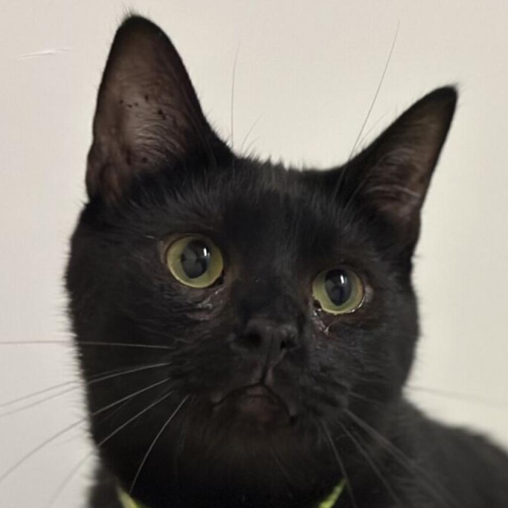 Frosty, an adoptable Domestic Short Hair in Nowata, OK, 74048 | Photo Image 5